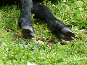 Ida's feet