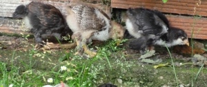 June chicks 3 weeks old 011