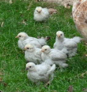 3 week old Lavender Pekin chicks.