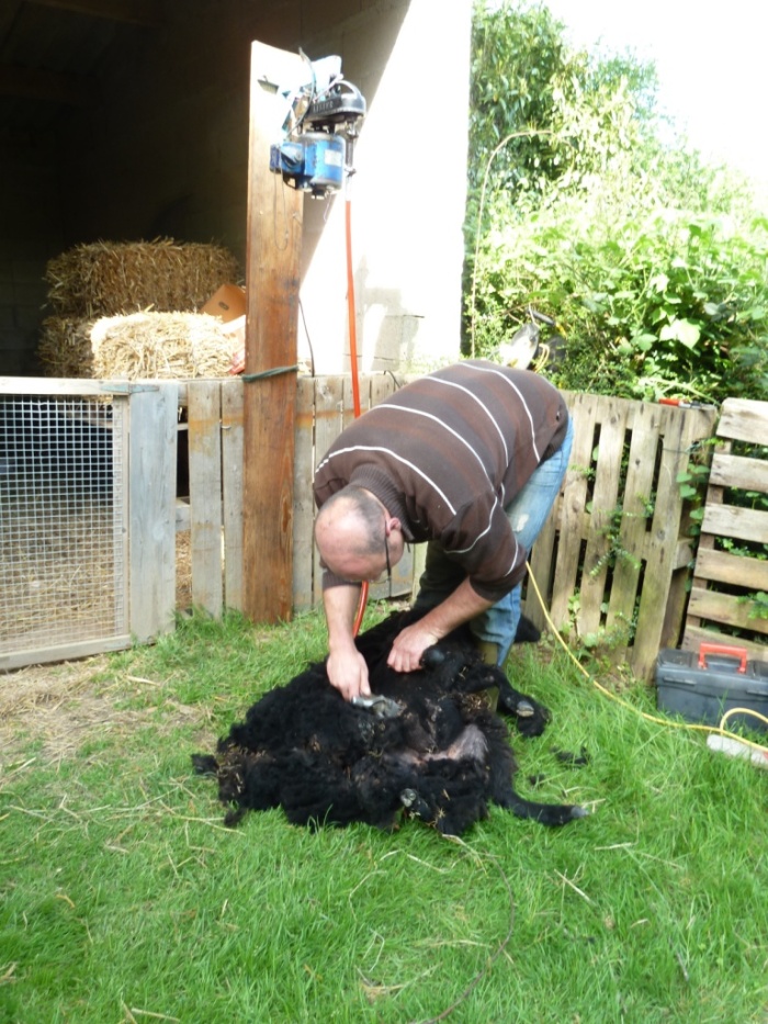 Shearing 001